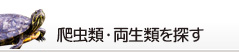 爬虫類・両生類を探す