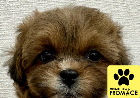 �~�b�N�X�i�g�C�v�[�h���~�V�[�Y�[�j