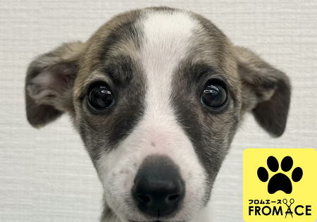 �E�B�y�b�g