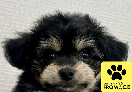 �~�b�N�X�i�`�����~�g�C�v�[�h���j