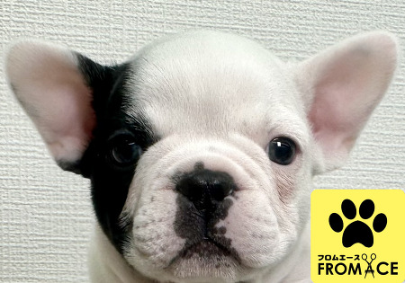 �t�����`�E�u���h�b�O