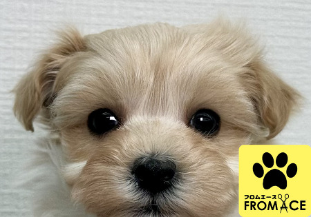 �~�b�N�X�i�g�C�v�[�h���~�}���`�[�Y�j