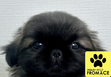 �y�L�j�[�Y