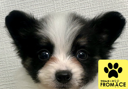 �~�b�N�X�i�p�s�����~�|�����j�A���j