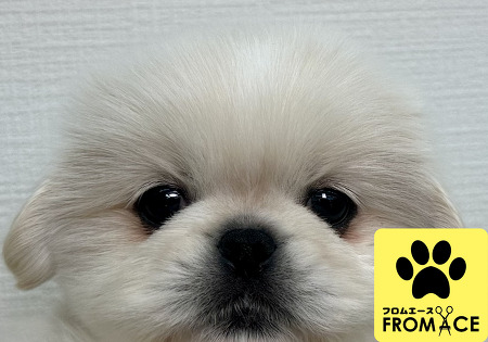 �y�L�j�[�Y