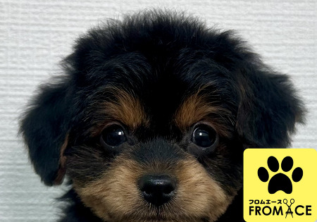 �~�b�N�X�i�`�����~�g�C�v�[�h���j