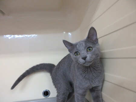 ���V�A���u���[