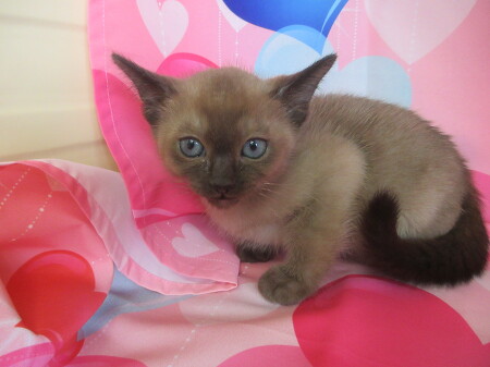 �g���L�j�[�Y