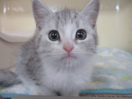 �X�R�e�B�b�V���X�g���[�g