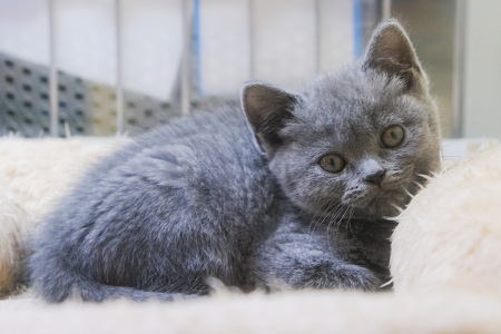 �u���e�B�b�V���V���[�g�w�A