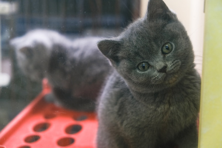 �u���e�B�b�V���V���[�g�w�A