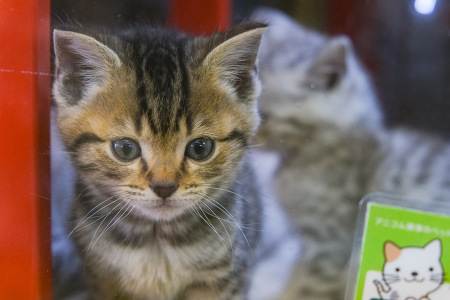 �~�b�N�X�i�x���K��x�u���e�B�b�V���V���[�g�w�A�j