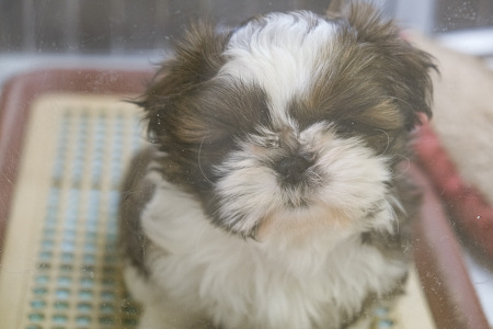 �V�[�E�Y�[