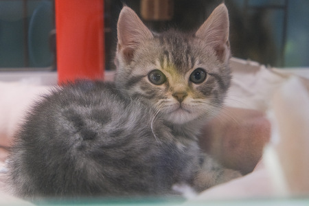 �~�b�N�X�i�x���K���j