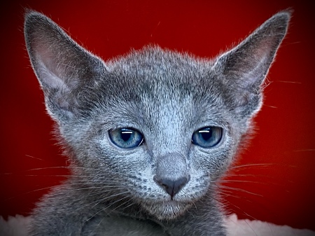 ���V�A���u���[