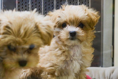�~�b�N�X�i�}���`�[�Y&�v�[�h���j