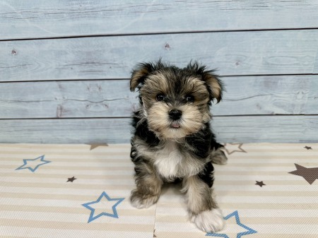 �~�b�N�X�}���`�[�Y�~���[�N�V���e���A