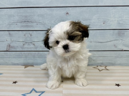 �~�b�N�X(�}���`�[�Y�~�V�[�Y�[)