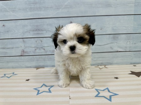 �~�b�N�X(�}���`�[�Y�~�V�[�Y�[)