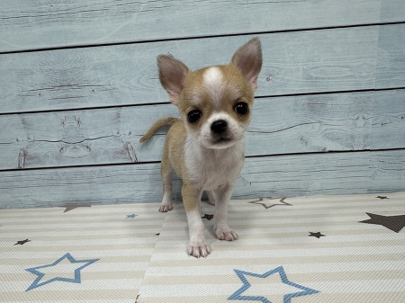 �`�����X���[�X