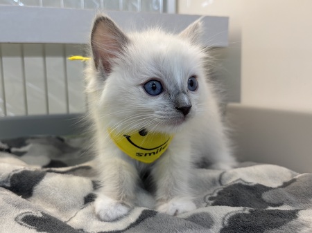 ���O�h�[��