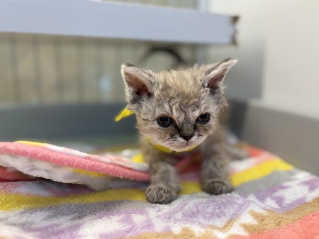 �Z���J�[�N���b�N�X�����O�w�A