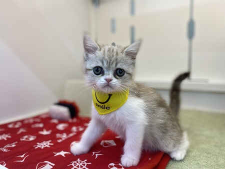 �Z���J�[�N���b�N�X