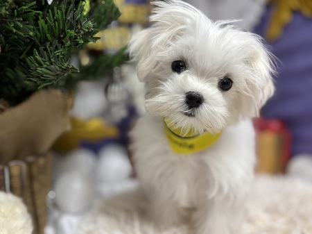 �}���`�[�Y