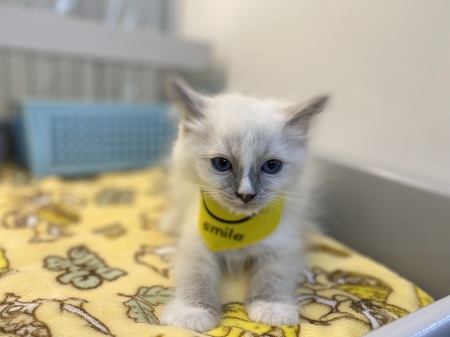 ���O�h�[��