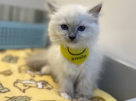 ���O�h�[��