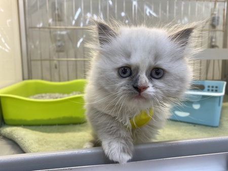 ���K�}�t�B��