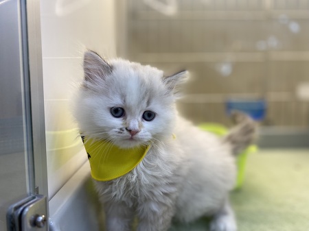 ���K�}�t�B��