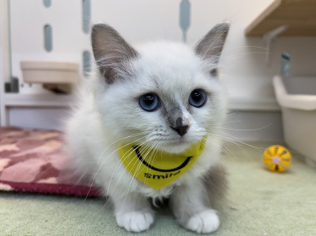 ���O�h�[��