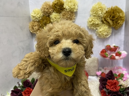 �g�C�v�[�h��