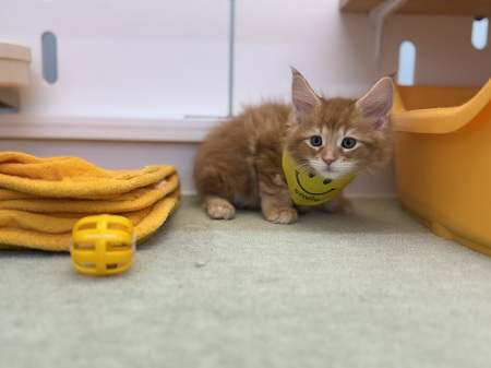 ���C���N�[��