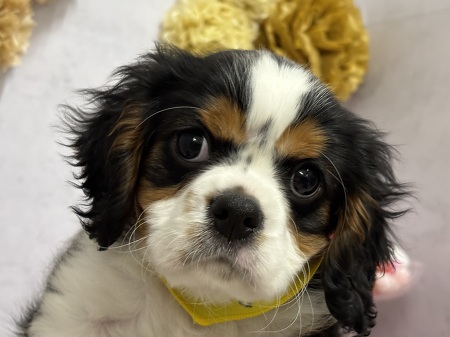 �L���o���A�E�L���O�E�`���[���Y�E�X�p�j�G��