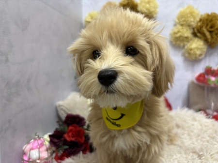 �~�b�N�X(�}���`�[�Y�~�g�C�v�[�h��)