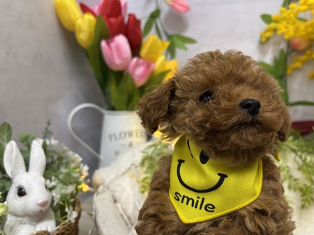 �g�C�v�[�h��