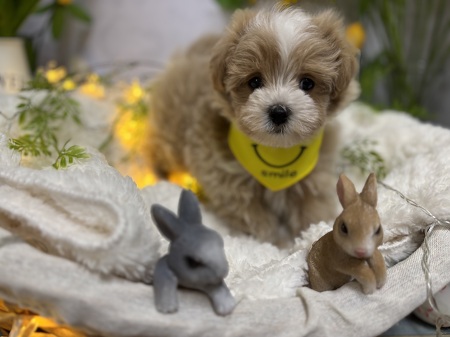 �~�b�N�X(�}���`�[�Y�~�g�C�v�[�h��)