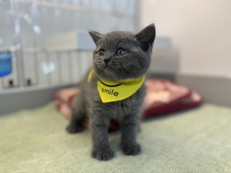 �u���e�B�b�V���V���[�g�w�A