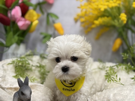 �}���`�[�Y