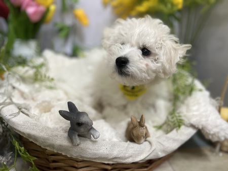 �r�V�����E�t���[�[