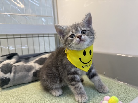 �A�����J���V���[�g�w�A