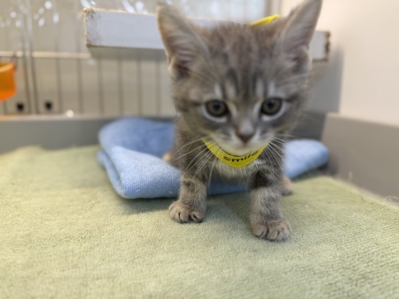 �A�����J���V���[�g�w�A