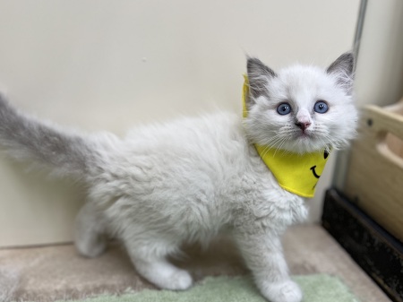 ���O�h�[��