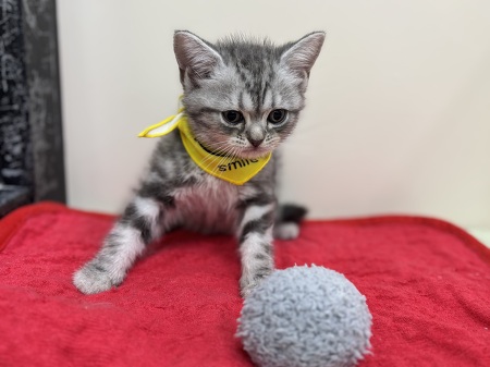 �A�����J���V���[�g�w�A