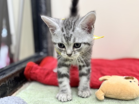 �A�����J���V���[�g�w�A