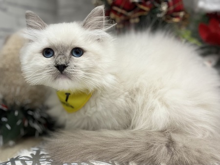 ���O�h�[��