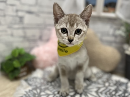 �V���K�v�[��