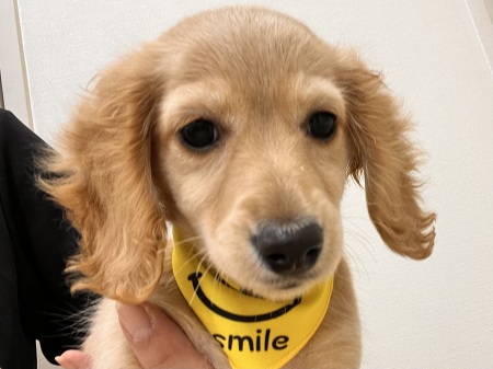 �J�j���w���_�b�N�X�t���h